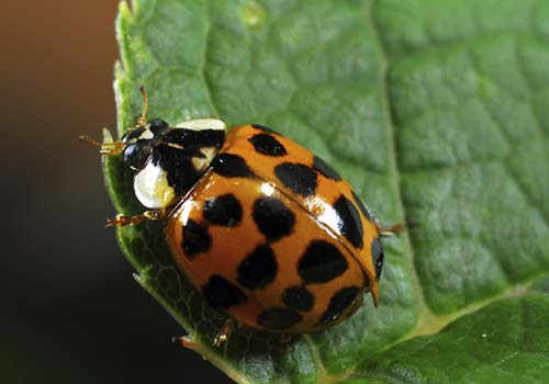asian beetle pest removal asian beetle pest removal