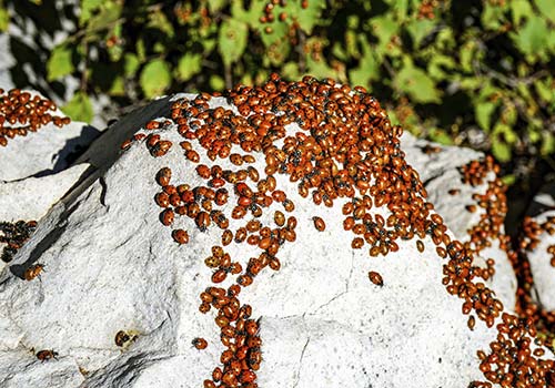 best pest control near me