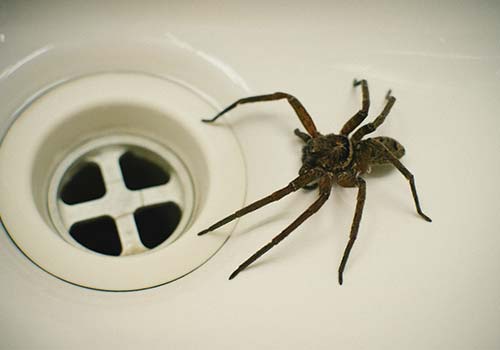 spider pest control spider pest control
