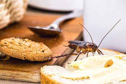 pest control in Bemidji, MN