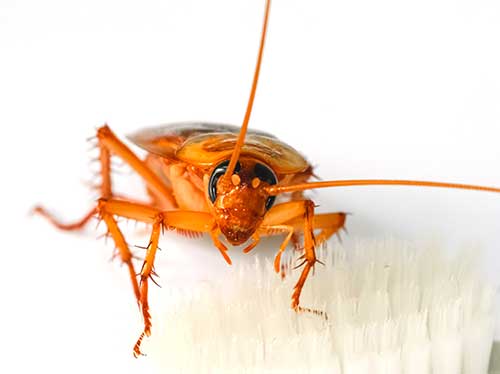 pest control in Fergus Falls, MN