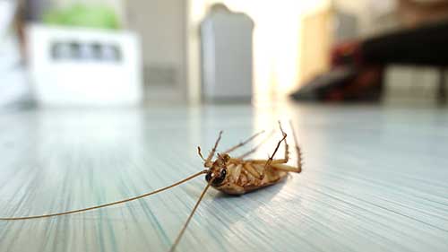 pest control in Minot, ND