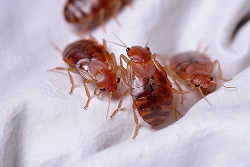 pest control in Baudette, MN