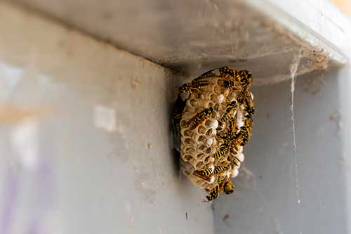 pest control in Carrington, ND