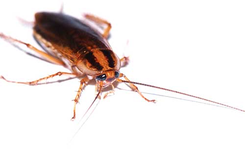 pest control in Devils Lake, ND