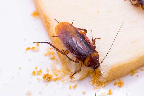 pest control in Grafton, ND