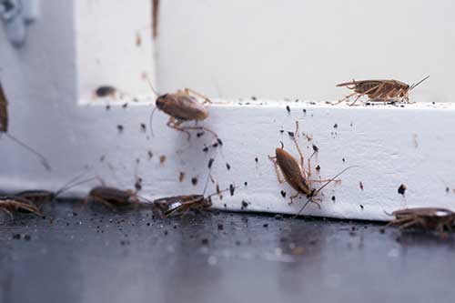 pest control in Grand Forks, ND