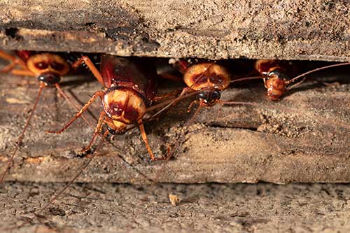 pest control in Jamestown, ND