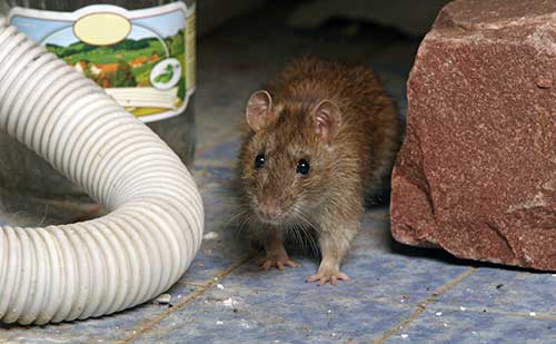 pest control in Perham, MN
