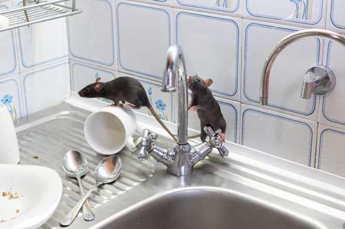 pest control in Thief River Falls, MN