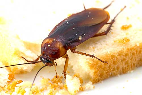 pest control in Wahpeton, ND