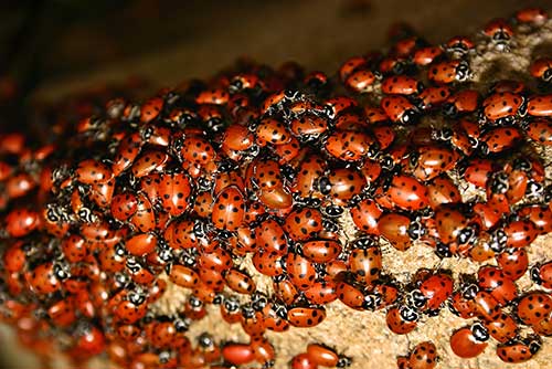 pest control in West Fargo, ND