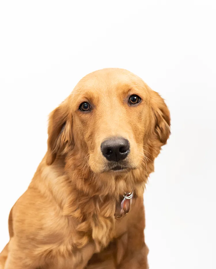Mira Mira Paper Shredding Technician